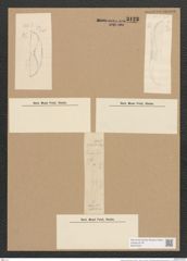 Amphora obtusa Greg. (de-Toni-Nr.: Genus 36, Species 1636) Zeichnungen Sammlung Grunow Nr. 3123 (NHMW-BOT-W0370551)